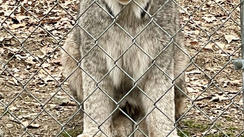 Lakota Wolf Preserve - Columbia, NJ