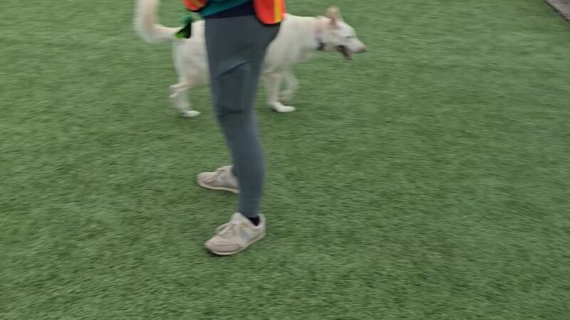 Bumble's Backyard - Columbus, OH