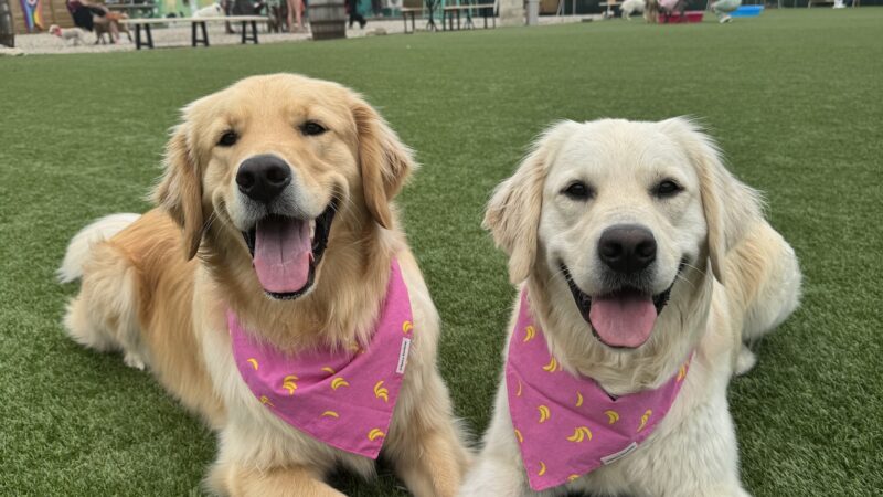 Bumble's Backyard - Columbus, OH