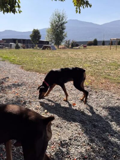 Happy Tails Dog Park - Colville, WA