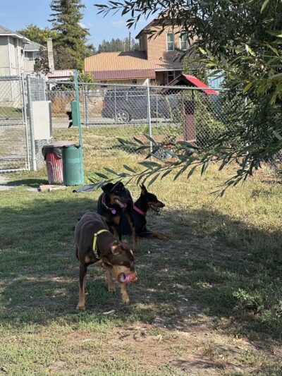 Happy Tails Dog Park - Colville, WA
