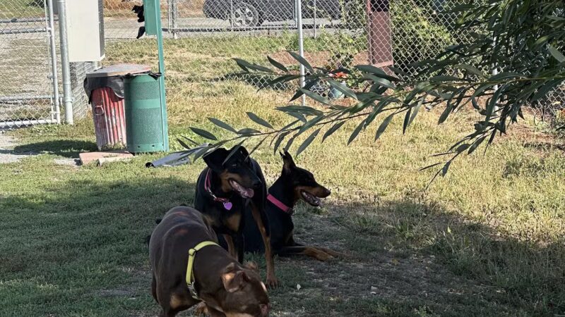 Happy Tails Dog Park - Colville, WA