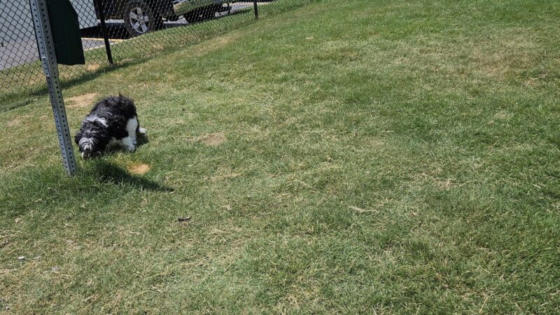 Dog Park at Love's Travel Stops - Commerce, GA