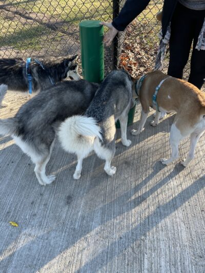 Commerce Dog Park - Commerce, TX