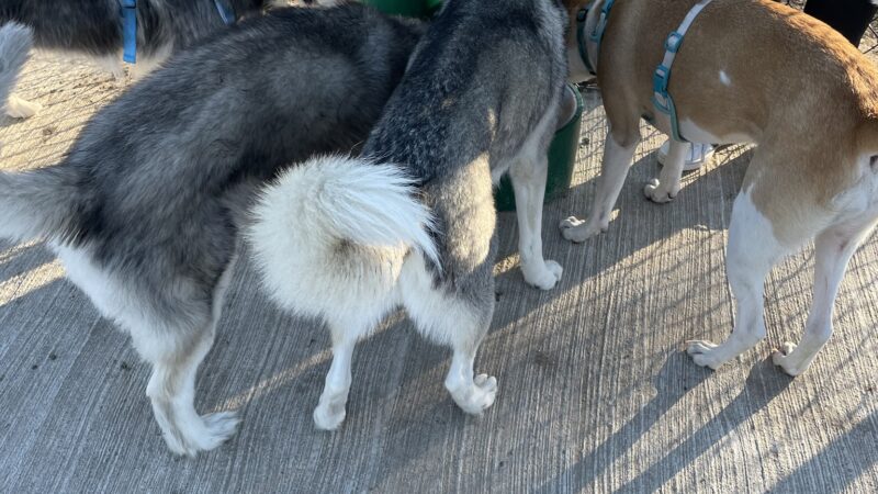 Commerce Dog Park - Commerce, TX