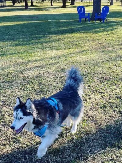 Commerce Dog Park - Commerce, TX