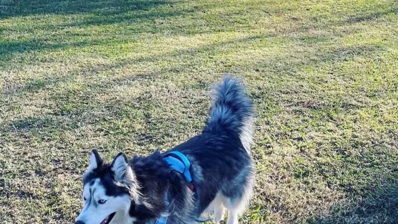 Commerce Dog Park - Commerce, TX