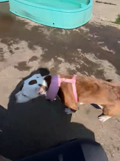 Conklin "Raceway" Dog Park - Conklin, NY