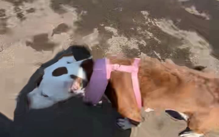 Conklin "Raceway" Dog Park - Conklin, NY