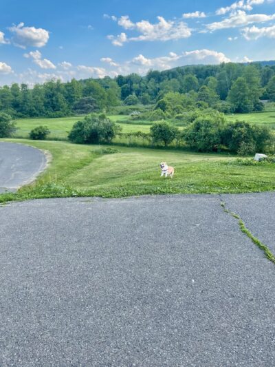 Conklin "Raceway" Dog Park - Conklin, NY