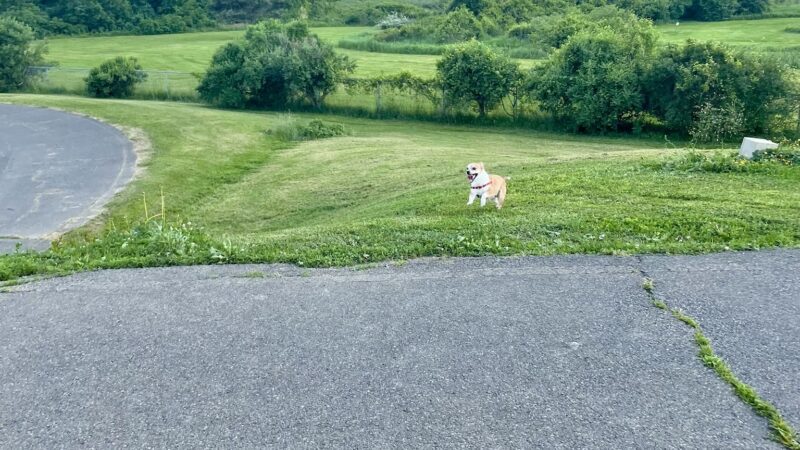 Conklin "Raceway" Dog Park - Conklin, NY