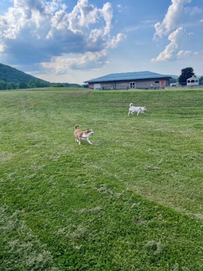 Conklin "Raceway" Dog Park - Conklin, NY