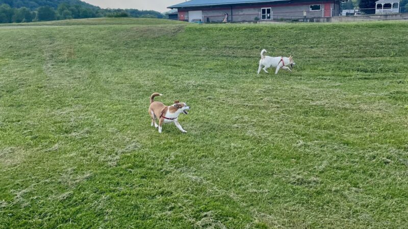 Conklin "Raceway" Dog Park - Conklin, NY