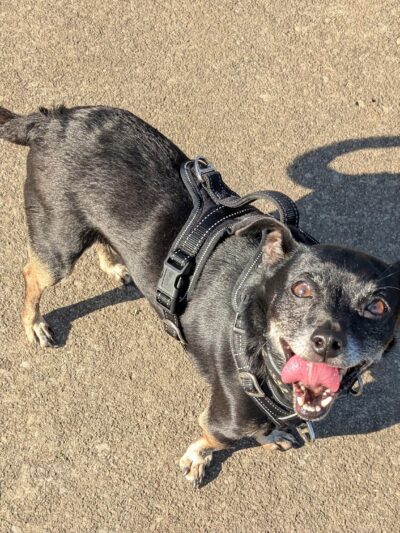 Conklin "Raceway" Dog Park - Conklin, NY