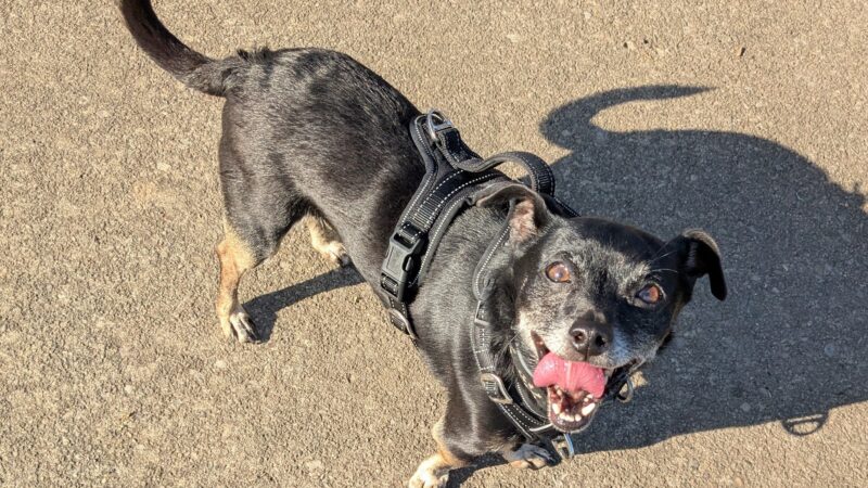 Conklin "Raceway" Dog Park - Conklin, NY