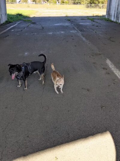 Conklin "Raceway" Dog Park - Conklin, NY