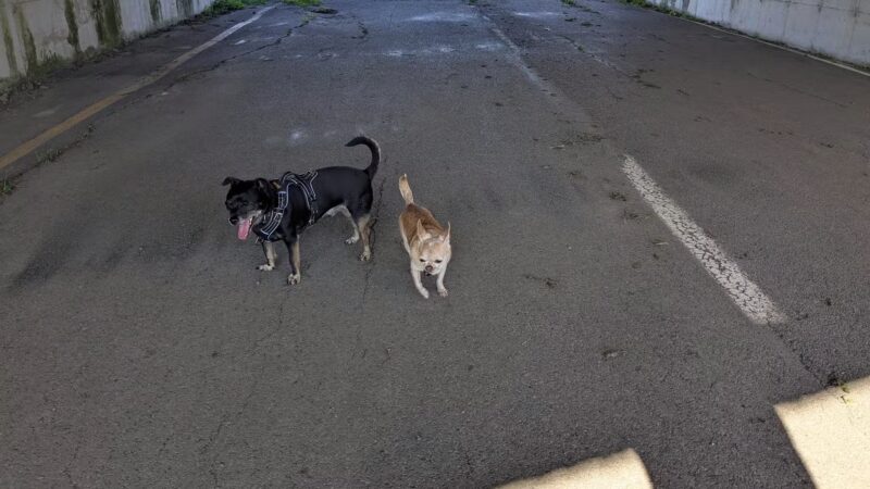 Conklin "Raceway" Dog Park - Conklin, NY