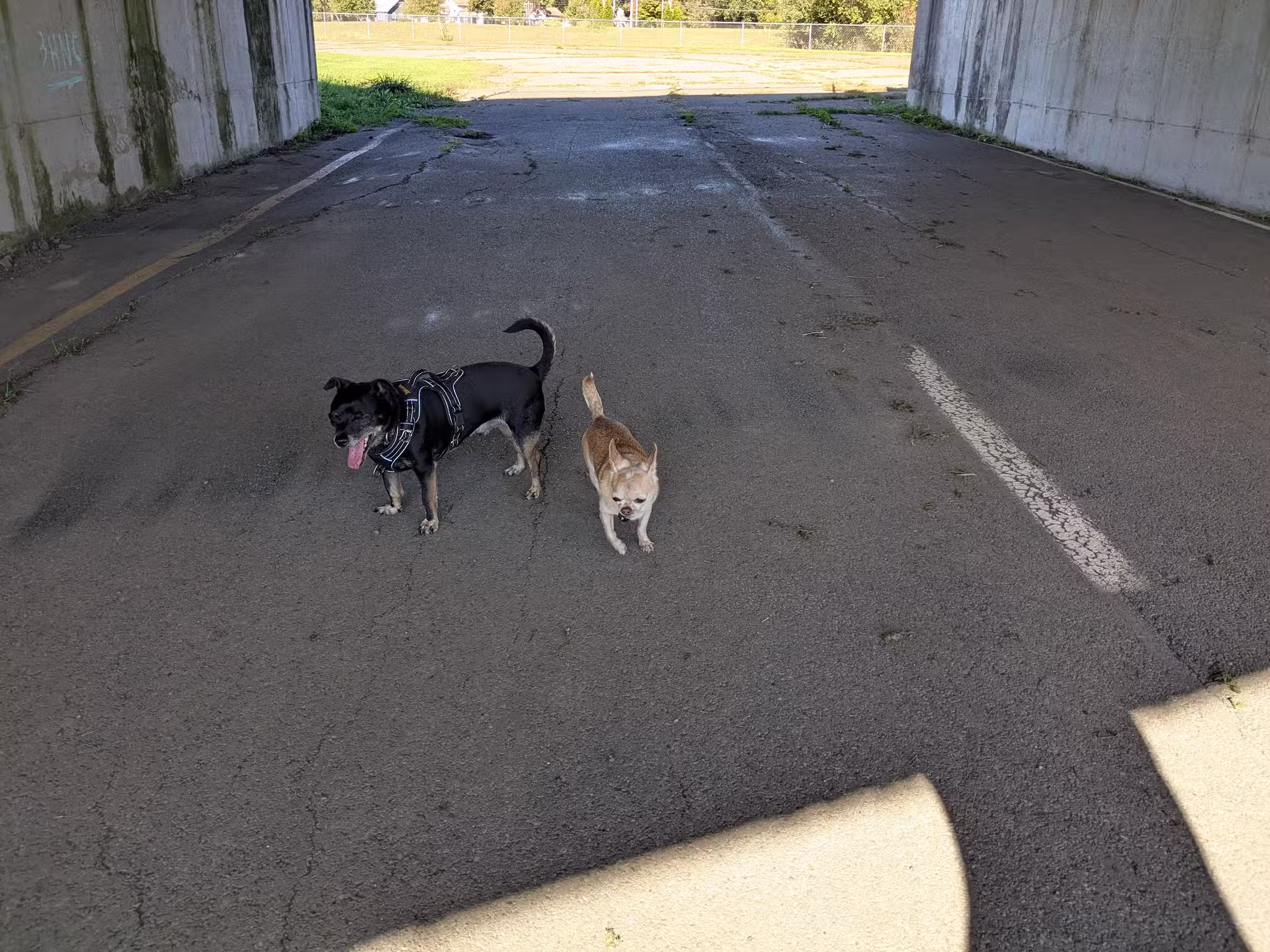 Conklin "Raceway" Dog Park - Conklin, NY