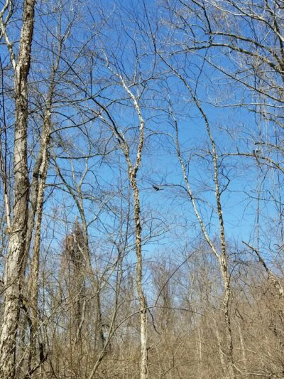 Conowingo Park and Octoraro Creek Trail - Conowingo, MD