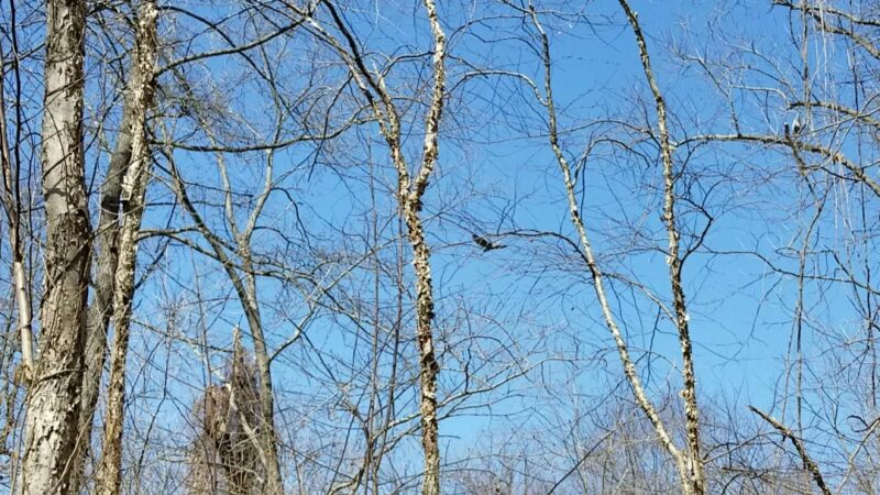 Conowingo Park and Octoraro Creek Trail - Conowingo, MD