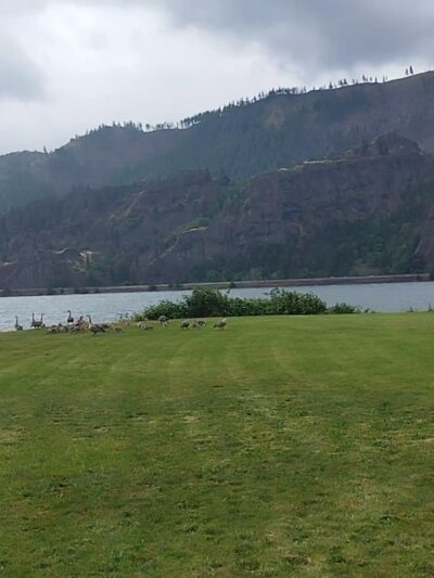 Sailboard Park - Cook, WA