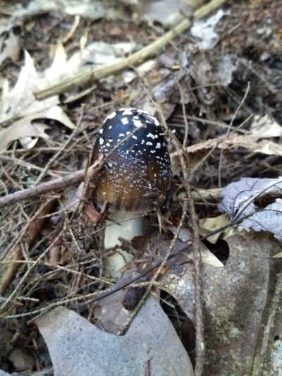 Fairy Springs Park - Cooperstown, NY