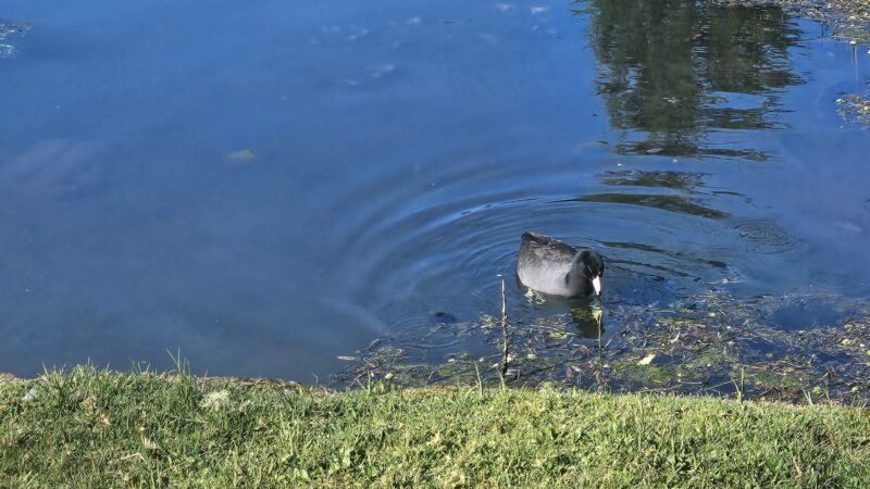 Parking Mingus park - Coos Bay, OR