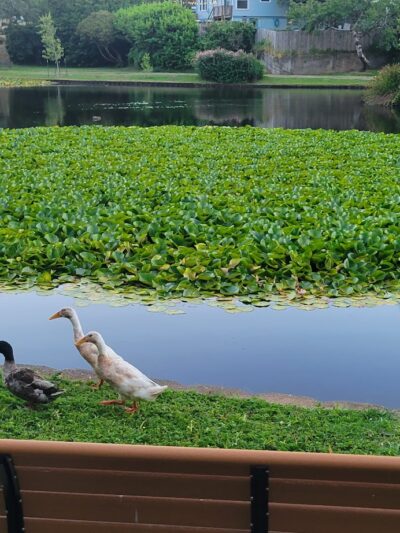 Parking Mingus park - Coos Bay, OR