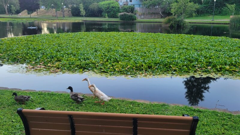 Parking Mingus park - Coos Bay, OR