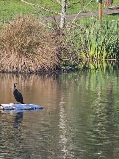 Parking Mingus park - Coos Bay, OR
