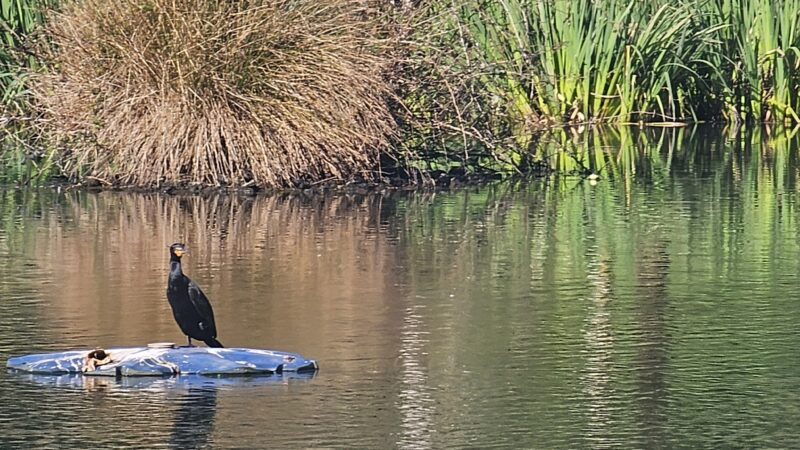 Parking Mingus park - Coos Bay, OR