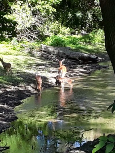 Ironton Rail Trail Parking - Coplay, PA