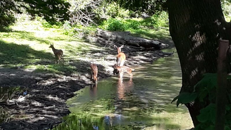 Ironton Rail Trail Parking - Coplay, PA