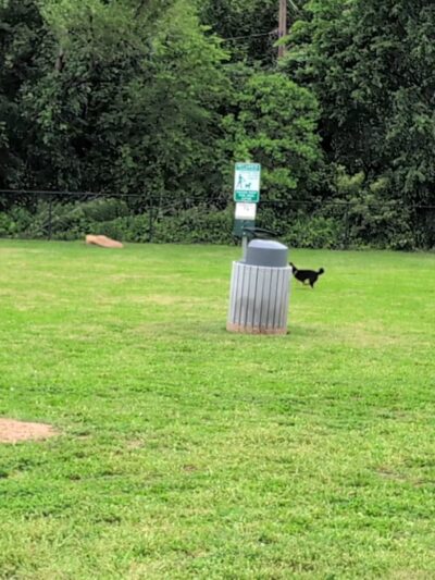 Coppell Dog Park - Coppell, TX