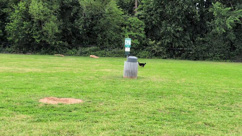 Coppell Dog Park - Coppell, TX