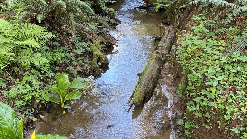 Hundred Acre Woods - Coquille, OR