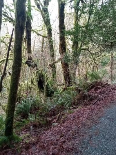 Hundred Acre Woods - Coquille, OR
