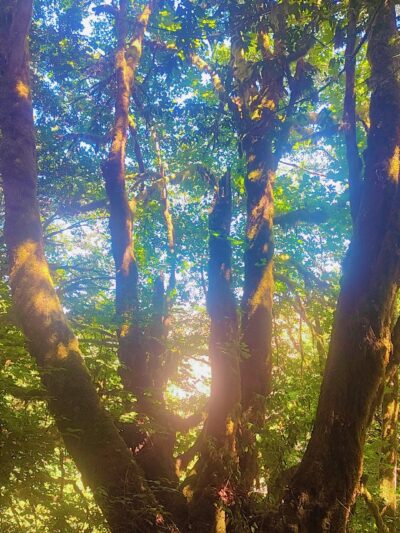 Hundred Acre Woods - Coquille, OR