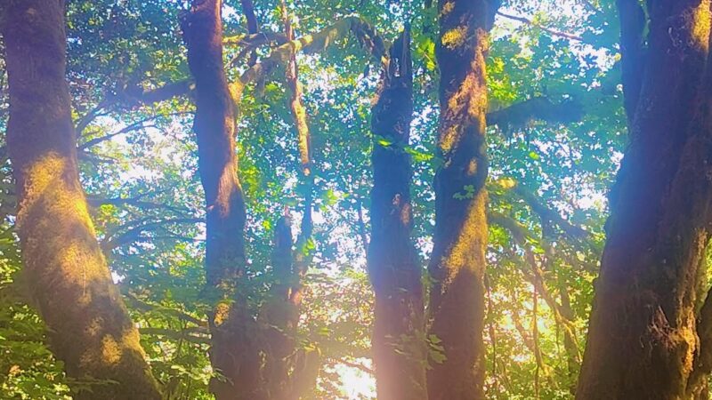 Hundred Acre Woods - Coquille, OR