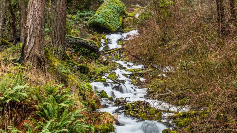 Wahkeena Falls - Corbett, OR