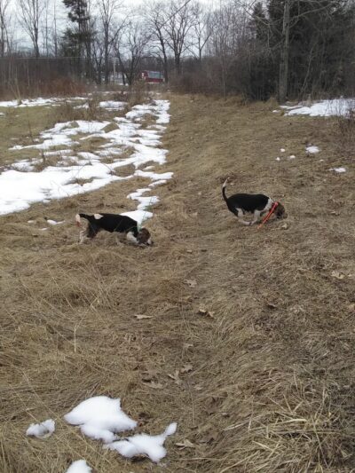 Corning Beagle Club - Corning, NY