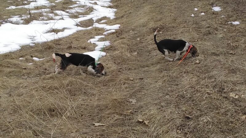 Corning Beagle Club - Corning, NY