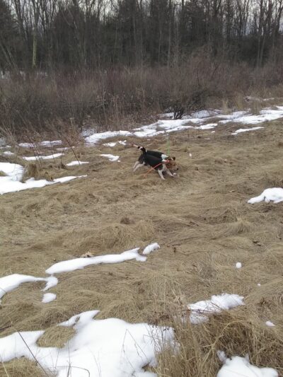 Corning Beagle Club - Corning, NY