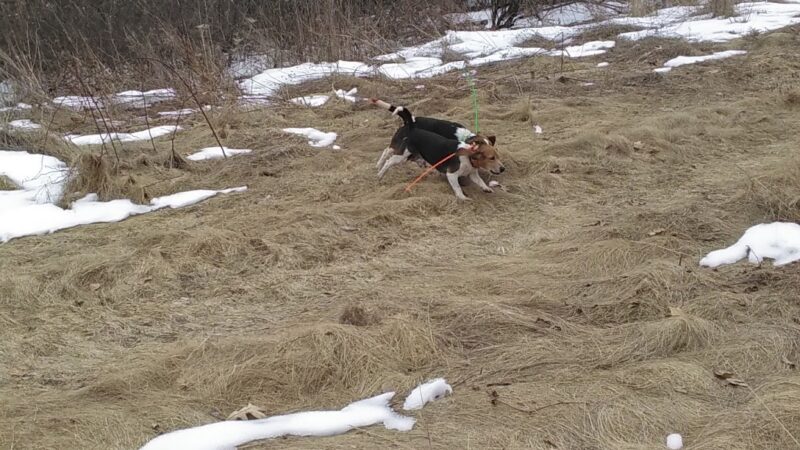 Corning Beagle Club - Corning, NY