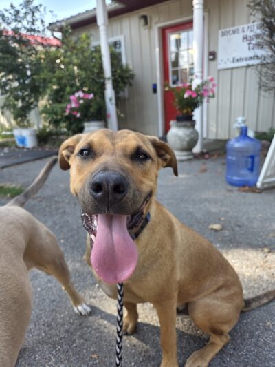 Happy Tails Daycare & Pet Resort - Corning, NY