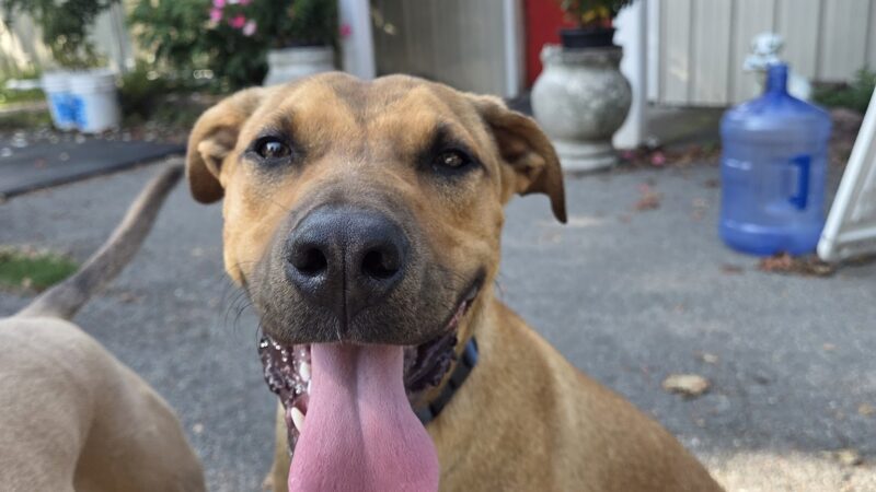Happy Tails Daycare & Pet Resort - Corning, NY