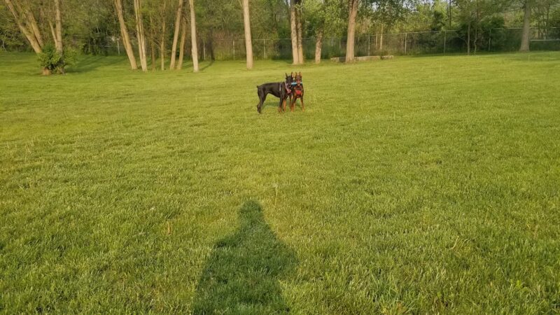 Happy Tails Daycare & Pet Resort - Corning, NY