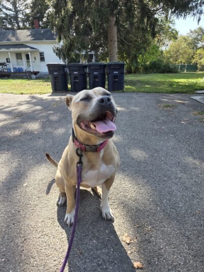 Happy Tails Daycare & Pet Resort - Corning, NY