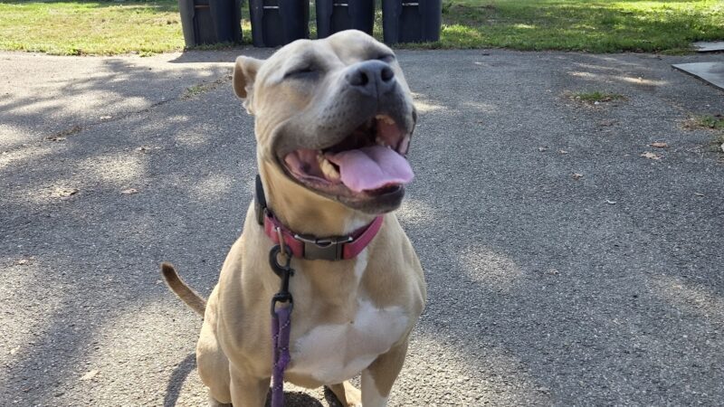 Happy Tails Daycare & Pet Resort - Corning, NY