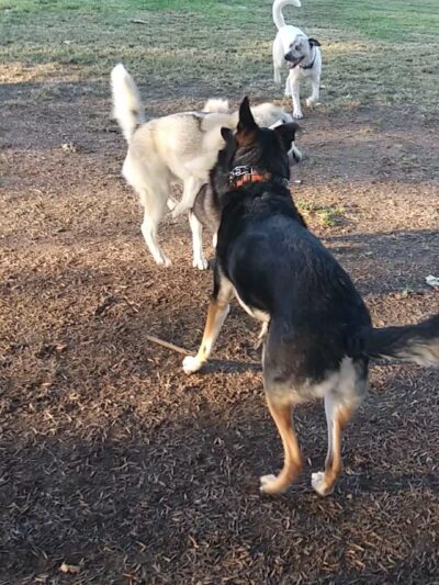 Corona Dog Park - Corona, CA